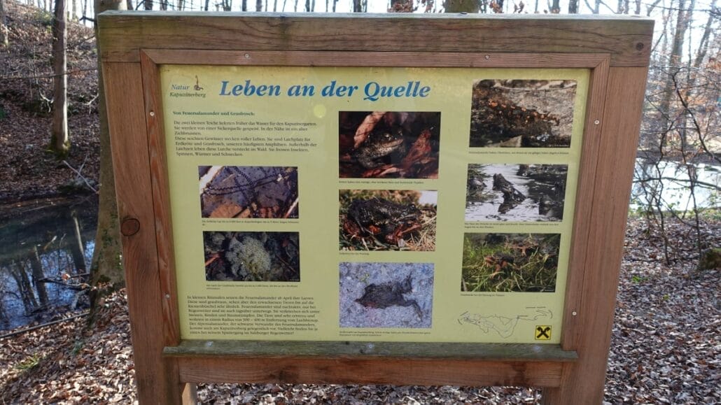 Kapuzinerberg Fauna Tiere