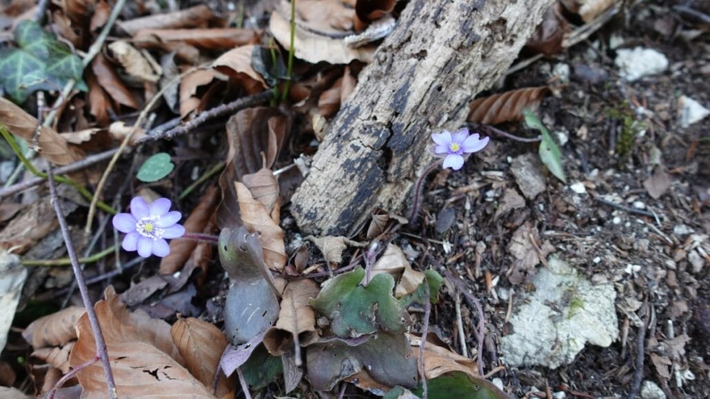 Kapuzinerberg Flora Pflanzen